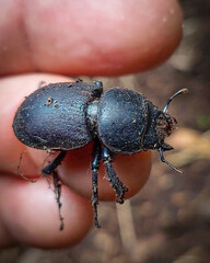 Apterodorcus bacchus