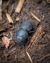 Apterodorcus bacchus