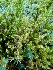 Rhytidiadelphus squarrosus