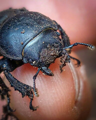 Apterodorcus bacchus