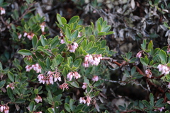 Arctostaphylos × media