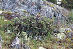 Arctostaphylos × media