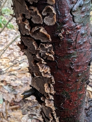 Stereum sanguinolentum