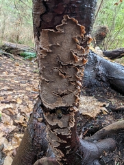 Stereum sanguinolentum