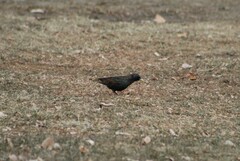Sturnus vulgaris