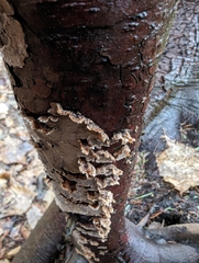 Stereum sanguinolentum