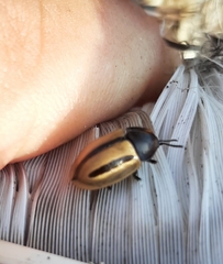 Poecilaspidella vittifera