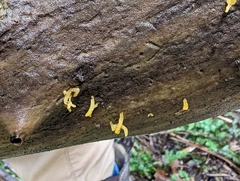 Calocera cornea
