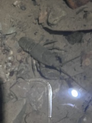 Cambarus