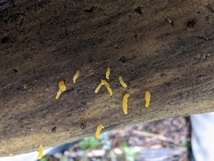 Calocera cornea