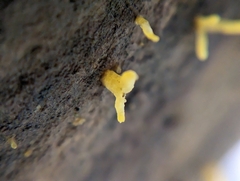 Calocera cornea