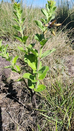 Brachystelma gerrardii