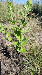 Brachystelma gerrardii