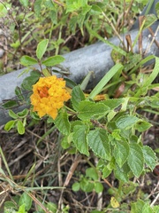 Lantana depressa
