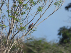 Melanerpes aurifrons