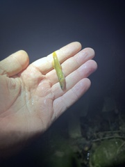 Etheostoma flabellare