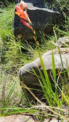 Tritonia disticha