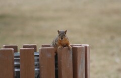 Sciurus niger