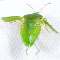 Chinavia marginata
