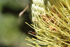 Hylaeus littleri