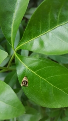 Acroceuthes metaxanthana