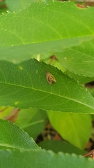 Acroceuthes metaxanthana