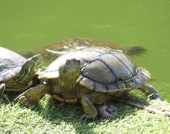 Emydidae