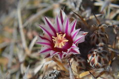 Echinofossulocactus