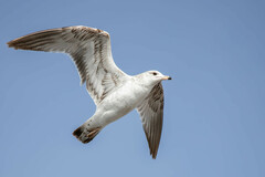 Larus delawarensis