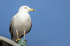 Larus delawarensis