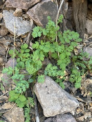 Aquilegia chrysantha