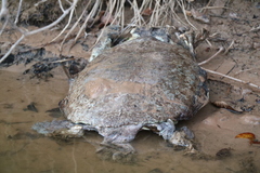 Apalone spinifera pallida