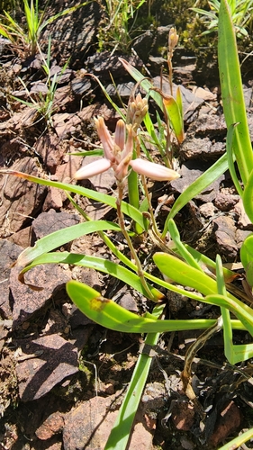 Saunders' Grass Aloe (Aloe saundersiae)