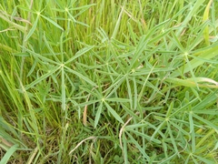 Lupinus benthamii