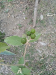 Solanum erianthum