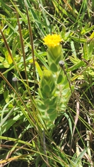 Lasiosiphon kraussianus