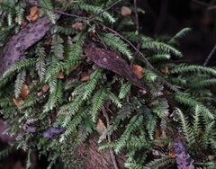 Cyathophorum bulbosum