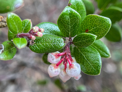 Arctostaphylos nummularia