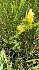 Chamaecrista mimosoides