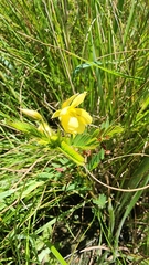 Chamaecrista mimosoides