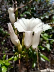 Ipomoea venosa