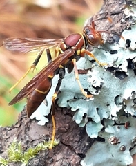 Polistes instabilis