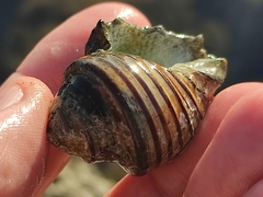 Opeatostoma pseudodon