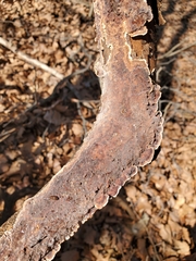 Peniophora albobadia