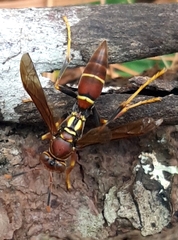 Polistes instabilis