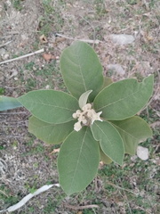 Solanum erianthum