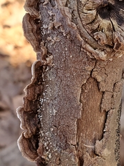 Peniophora albobadia