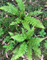 Blechnum nudum