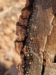 Peniophora albobadia