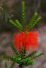 Melaleuca sparsa